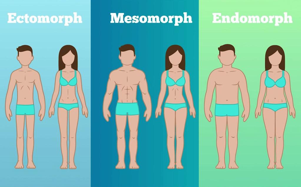 Типы телосложения мужчин и женщин