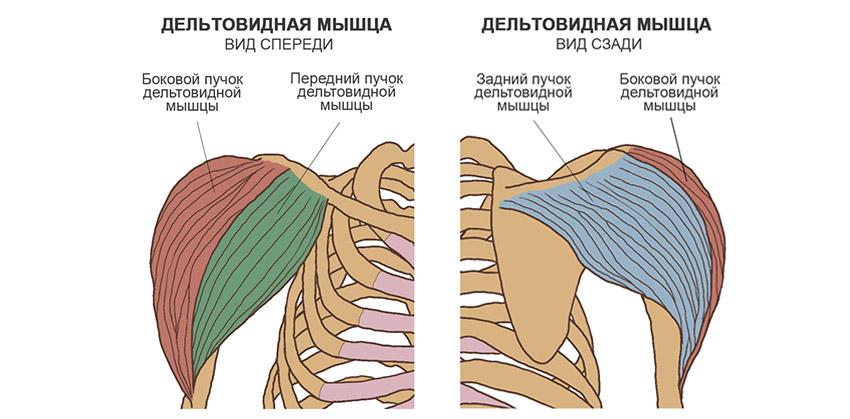 Анатомия мышц плеча