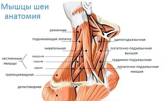 мышцы шеи анатомия