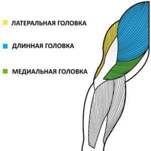 Трицепс бедра где находится фото