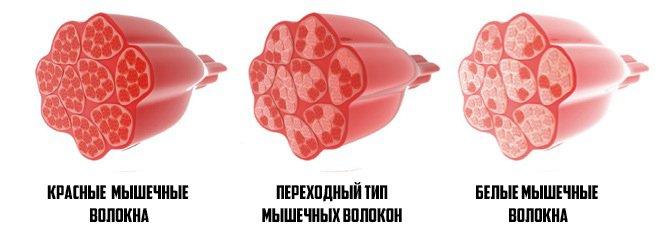типы мышечных волокон