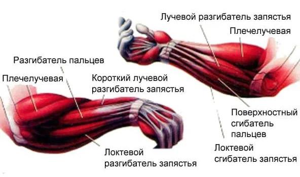 анатомия запястья предплечья