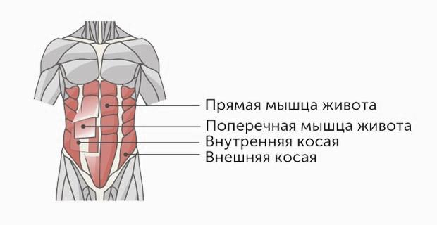 косые мышцы