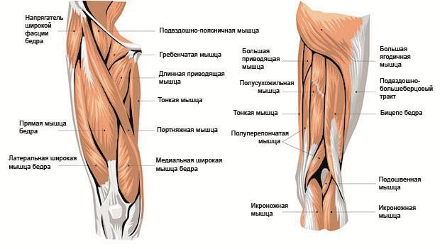 мышцы ног анатомия