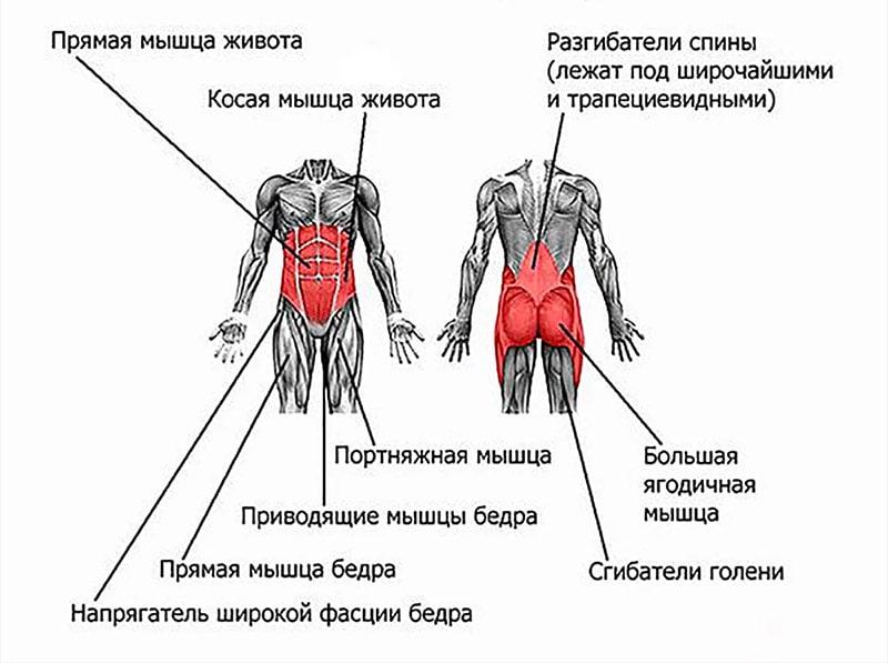 мышцы кора 2
