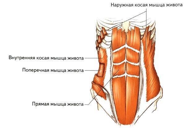 поперечная мышца