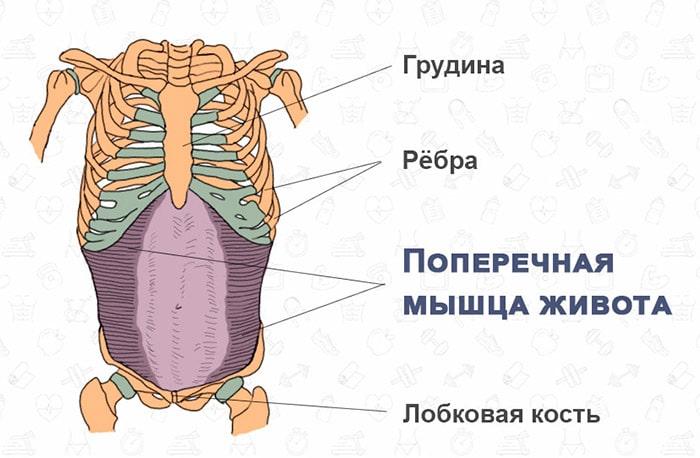 поперечная мышца живота