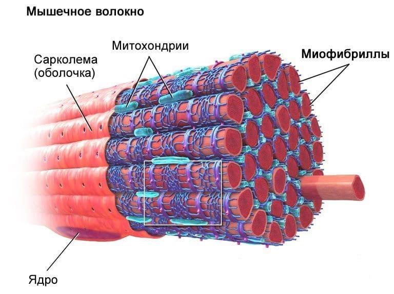 митохондрии