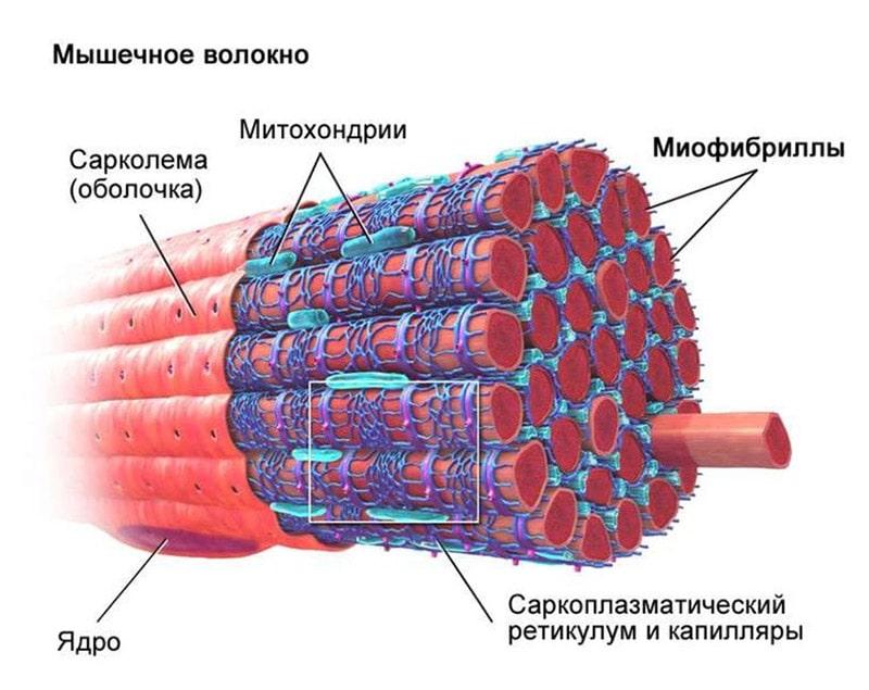 мышечное волокно гипертрофия