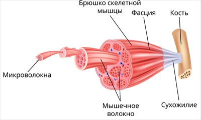 скелетные мышцы