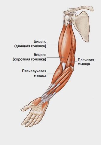 анатомия брахиалис