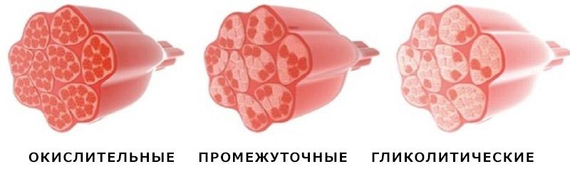 типы мышечных волокон